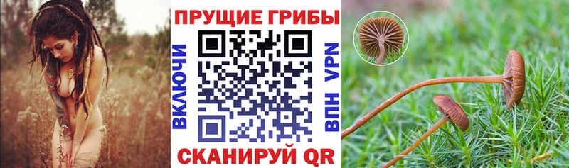 Галлюциногенные грибы Cubensis  Белая Холуница 